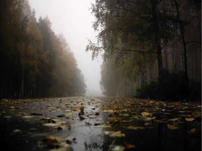 Фото: грустные осенние вечера. Фотограф henryk matuszek. Пейзаж. Фотосайт  Расфокус.ру