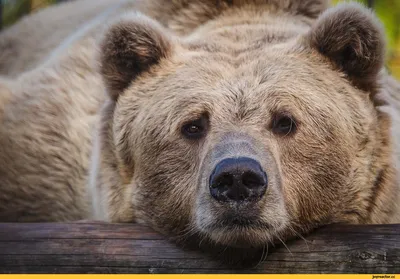 Михаил Кречмар: Медведь-убийца на Нагаевской сопке может быть не один -  MagadanMedia