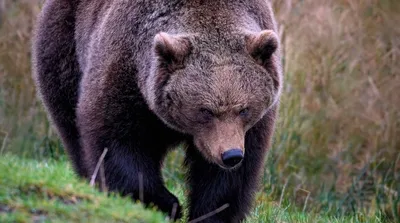 Диснейленд в России: ручной медведь Степан работает фотомоделью (Yahoo News  Japan, Япония) (Yahoo News Japan, Япония) | , ИноСМИ
