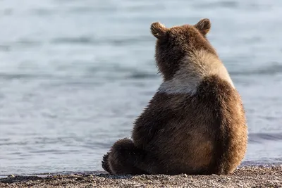 Медведь грустный заготовка значка zag-zn-bear-sad-2 купить в  интернет-магазине krapivasu