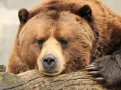 Картинки медведь грустный - 83 фото