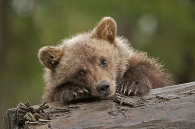 Грустный черный медведь Дикий взрослый черный медведь Стоковое Фото -  изображение насчитывающей сибирь, взорвать: 150527210