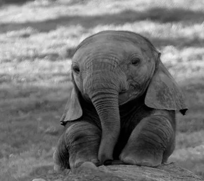 Грустный слоник - 66 фото