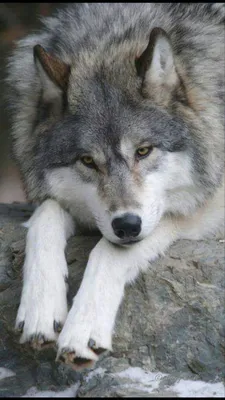 Грустный волк картинки - 69 фото