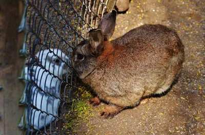 Обиженный заяц (65 фото)