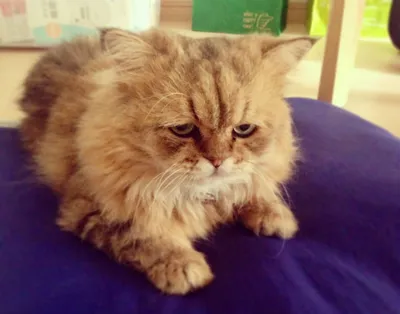 Мемный грустный кот мем Sad Сделано в России 171470184 купить в  интернет-магазине Wildberries