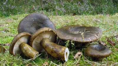 Lactarius (Lactifluus) glaucescens, Груздь (млечник) сизоватый