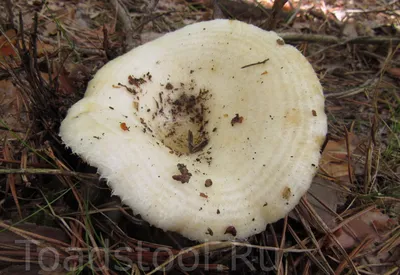 Груздь настоящий (сырой), Lactarius resimus - Грибы Средней Полосы