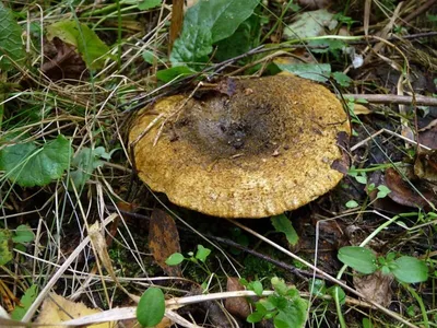 Груздь синеющий - Lactarius repraesentaneus - Грибы Уломы Железной