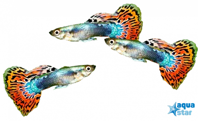 Гуппи белый канадский (самцы) - Poecilia reticulata - аквариумная рыбка в  Екатеринбурге - Интернет-магазин 