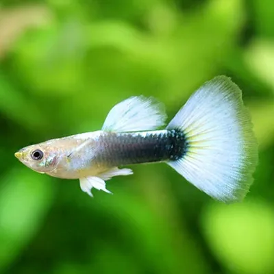 SKY RED ALBINO GUPPY I Самки гуппи скай ред альбино