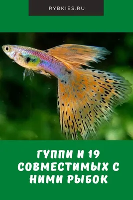 Гуппи МИКС Poecilia reticulata микс (разные) 2см, купить у частного  аквариумиста эту аквариумную рыбку. guppi-kobra-miks-m - Аквариумные рыбки  - Аквариумные рыбки и растения - аквариумист, Москва