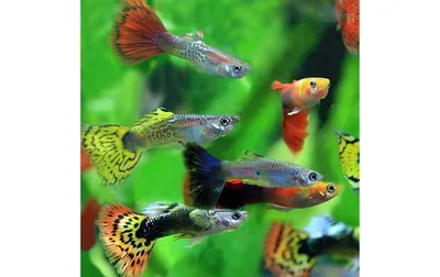 Рыбки Гуппи – уход и содержание, описание, размножение, фото