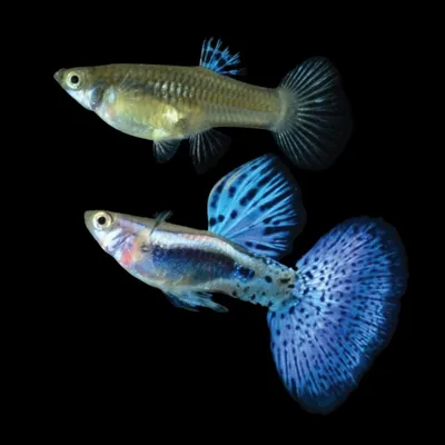 Рыбы гуппи в аквариуме стоковое изображение. изображение насчитывающей  аквариум - 63853007