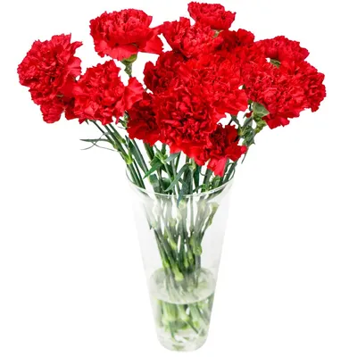 Красные гвоздики по цене 100 ₽ - купить в RoseMarkt с доставкой по  Санкт-Петербургу