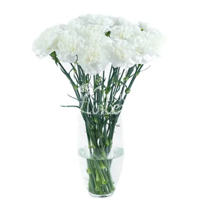 Белые гвоздики по цене 126 ₽ - купить в RoseMarkt с доставкой по  Санкт-Петербургу
