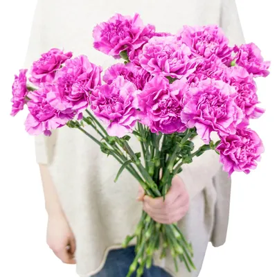 Ярко-розовые гвоздики по цене 100 ₽ - купить в RoseMarkt с доставкой по  Санкт-Петербургу