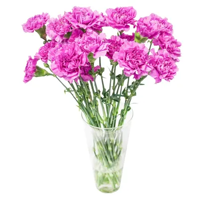 Фиолетовые гвоздики – купить с бесплатной доставкой в Москве. Цена ниже!