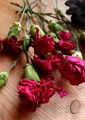 Красные гвоздики – цветы с доставкой в Брянске | Iris32