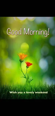 Good morning beautiful picture | Good morning greeting cards, Good morning  beautiful pictures, Good morning beautiful