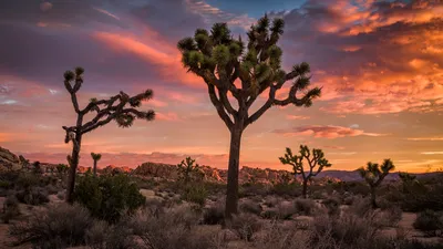 Our Guide for What to Do in Joshua Tree | Condé Nast Traveler