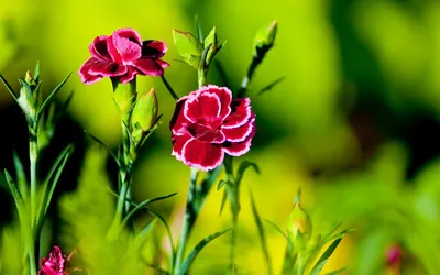 Картинки обои на телефон красивые цветы - 67 фото