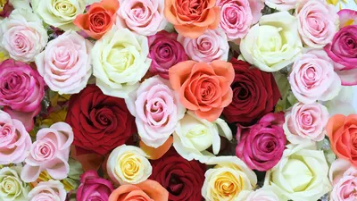 Скачать 1920x1080 розы, цветы, букет, шикарно, красиво обои, картинки full  hd, hdtv, fhd, 1080p