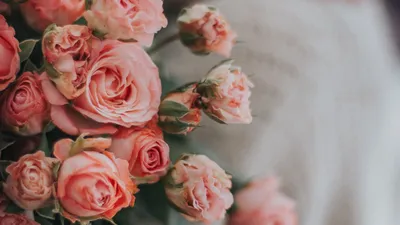 Flower wallpaper for phone | Hình nền hoa, Nhật ký nghệ thuật, Hình nền