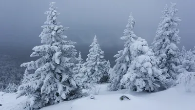 ТЕПЛЫЙ ЗАКАТ В ЛЕСУ - FULL HD ОБОИ ДЛЯ РАБОЧЕГО СТОЛА 1920x1080 | Пикабу