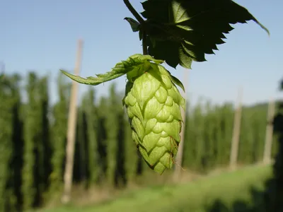 Hops - Wikipedia