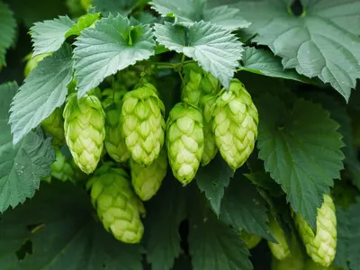 Peru Hop - All You Need to Know BEFORE You Go (with Photos)