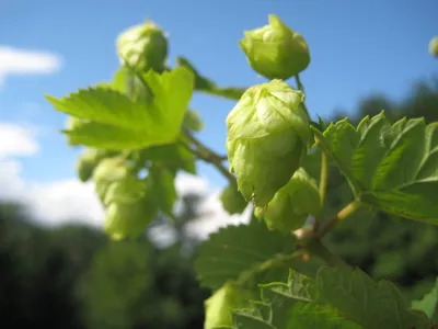 Hop Bullet Magnum | Sierra Nevada Brewing Co.