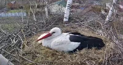 Онлайн-трансляция из гнезда аистов: калужские птицы отложили уже три яйца -  Общество - Новости - Калужский перекресток Калуга