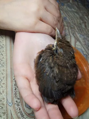 Гнездо редкого степного орла обнаружено в Хакасском заповеднике | Русское  географическое общество
