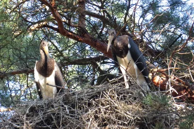 Osprey was chosen the bird of 2018 in Russia