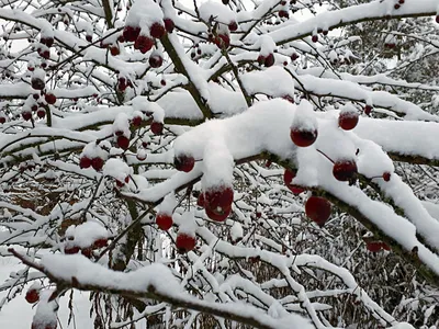 Картина "Яблоки на снегу."
