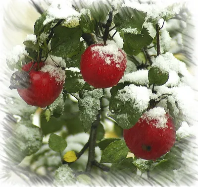 Яблоки на снегу» — создано в Шедевруме