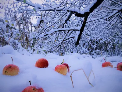 Яблоки на снегу... или Любопытство не порок | Фантазёрка | Дзен
