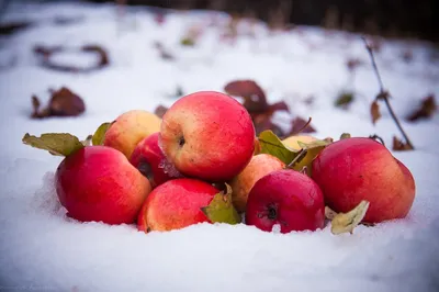 Яблоки на снегу» — создано в Шедевруме