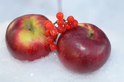 Яблоки в снегу | Владимир Курочкин | Дзен