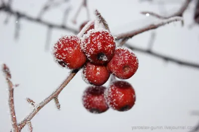 Яблоки на снегу.. Фотограф Наталья Бочкарева