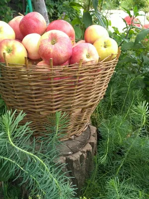 Спелые зеленые яблоки в корзине на мешковину, на деревянный стол, на  зеленом фоне :: Стоковая фотография :: Pixel-Shot Studio