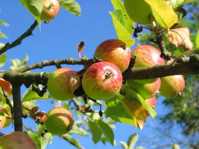 Яблочный Вкус" (комплект из двух сортов яблони) ᐉ купить с доставкой почтой  по Украине в питомнике Биосад