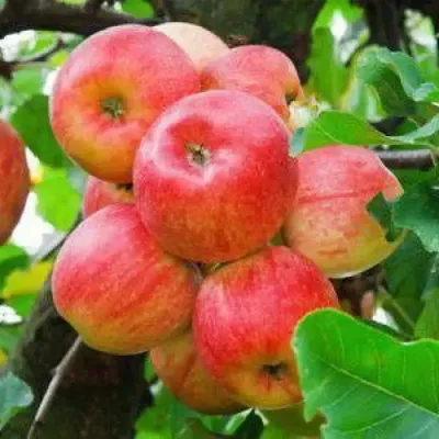 Болезни яблонь: описание с фото, методы борьбы