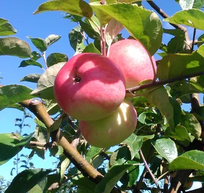 Яблоня с яблоками» — создано в Шедевруме