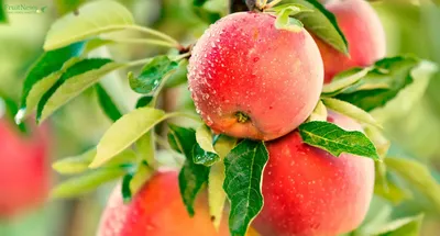 Шесть самых устойчивых и урожайных сортов яблони - , Sputnik  Беларусь