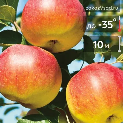 Одинокая красивая яблоня с яблоками …» — создано в Шедевруме