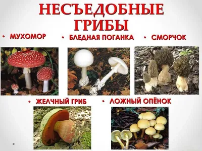 Ядовитые грибы 