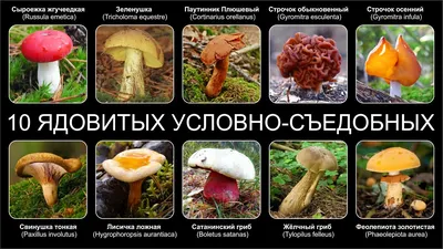 Грибы-убийцы - ТОП10 самых ядовитых в России