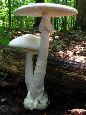 Рассказываем, как отличить полезные грибы от ядовитых и почему некоторым  может стать плохо даже от съедобных грибов - Новостной портал 
